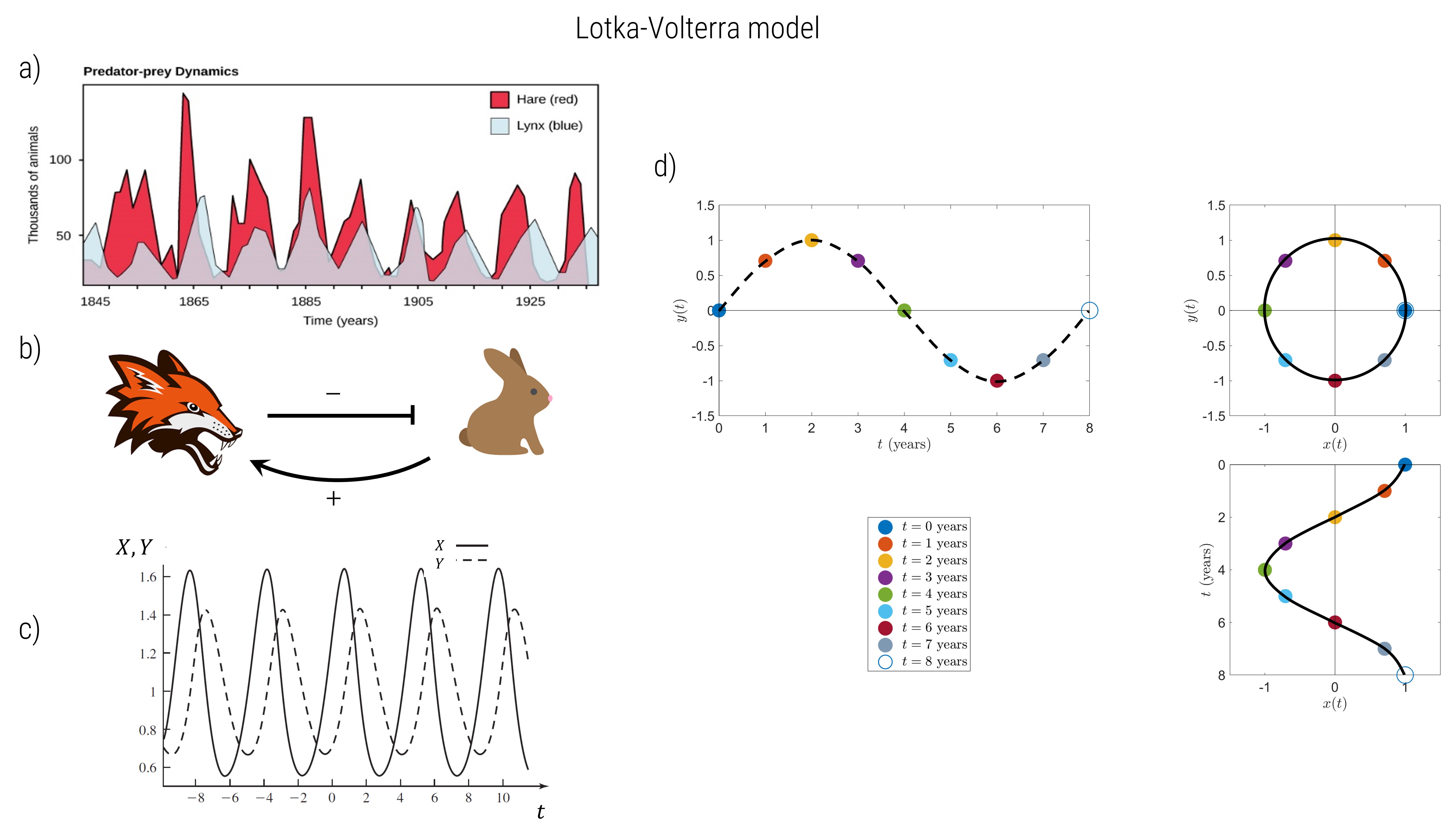 Predator-Prey oscillations